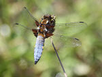 Broad-bodied Chaser - click on picture to see a larger version